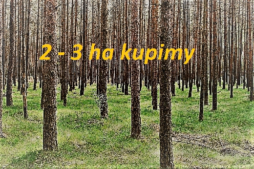 2 - 3 ha lasu kupimy