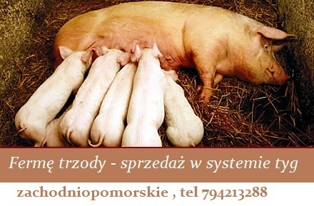 Zaklad produkcji trzody chlewnej sprzedam